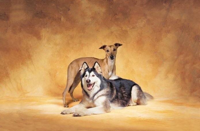 Greyhound-&-Saarloos-Wolfhound