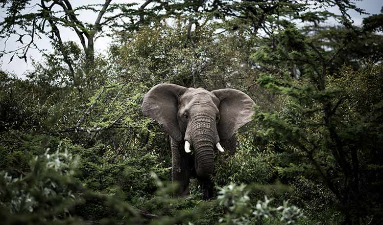 Top 5 Places To See The Biggest Of The Big 5 Animals
