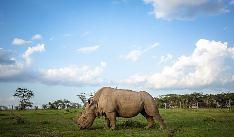 Meet The Loneliest Animal On Earth