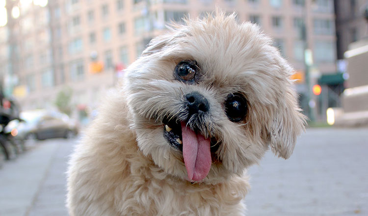 How Marnie The Dog Became An Insta-Celebrity