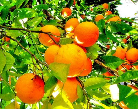 oranges, Immune boosting tips