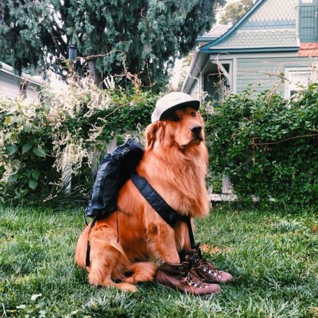Aspen The Adventurer: Who Said Instagram Was Just For Humans?