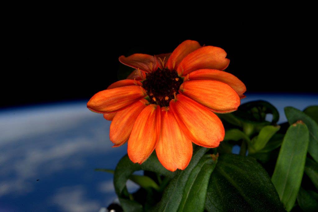 NASA First Space Flower