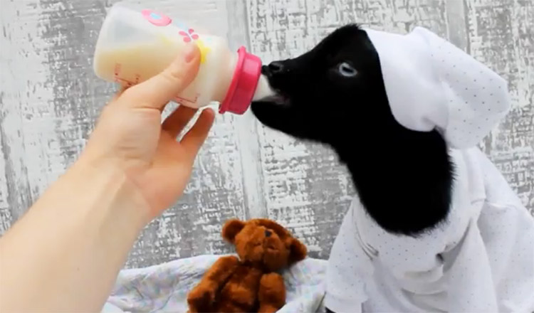 Cutest animal videos 2016