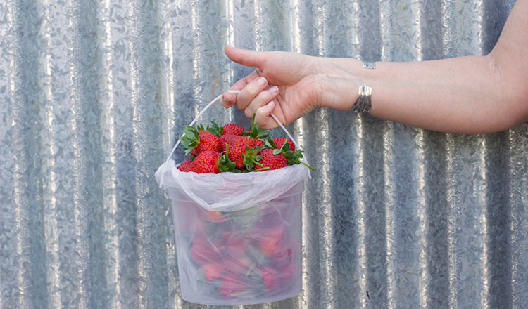 strawberry-picking-port-macquarie