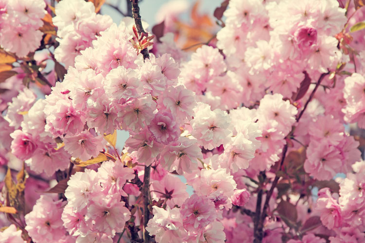 the-carousel-cherry-blossom-3