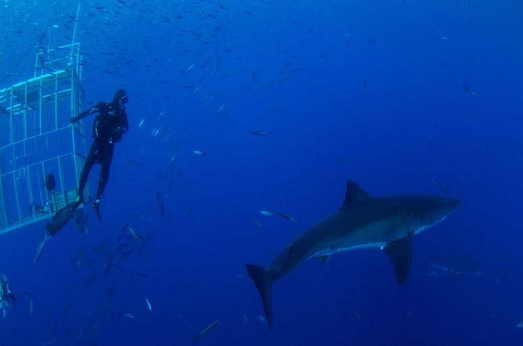 A diver leaves the cage on a great white shark dive off the coast of Mexico.
