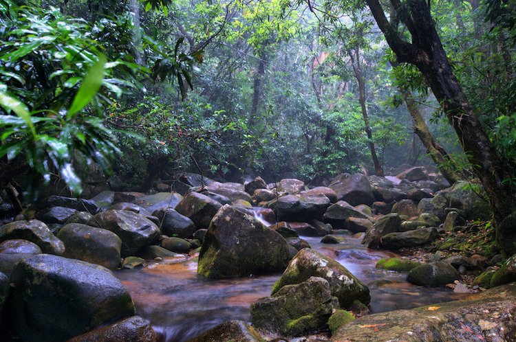 Rainforest, Daintree National Park, Queensland, Australia