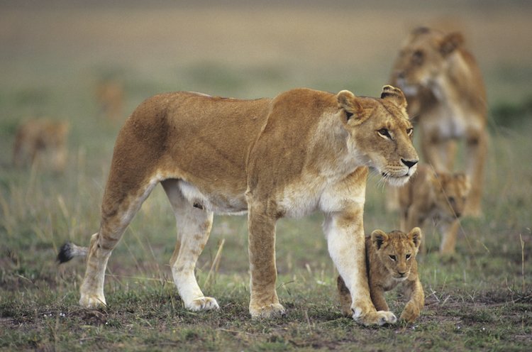 Two lionesses (Panthera leo) with two cubs walking on savannah, Kenya