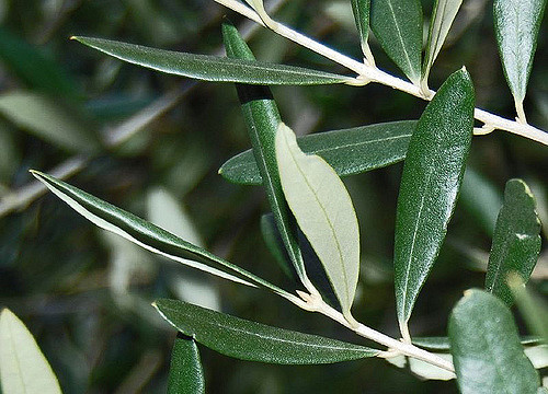the-carousel-olive-leaf