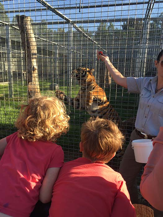 Meet the tigers face to face at the Western Plains Zoo