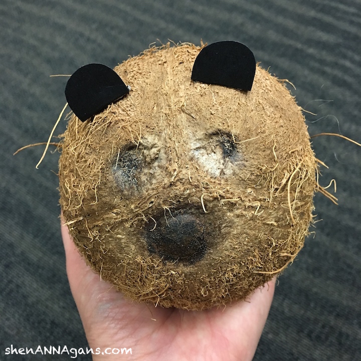 kenny-the-coconut