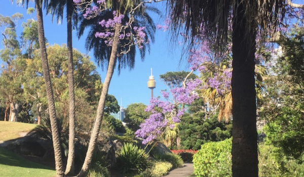 Guide To Enjoy The Beauty Of Australia's Jacaranda Season