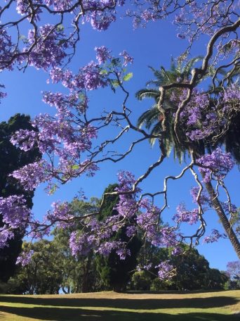Jacaranda trees line the street of Sydney's Royal Botanical Garden