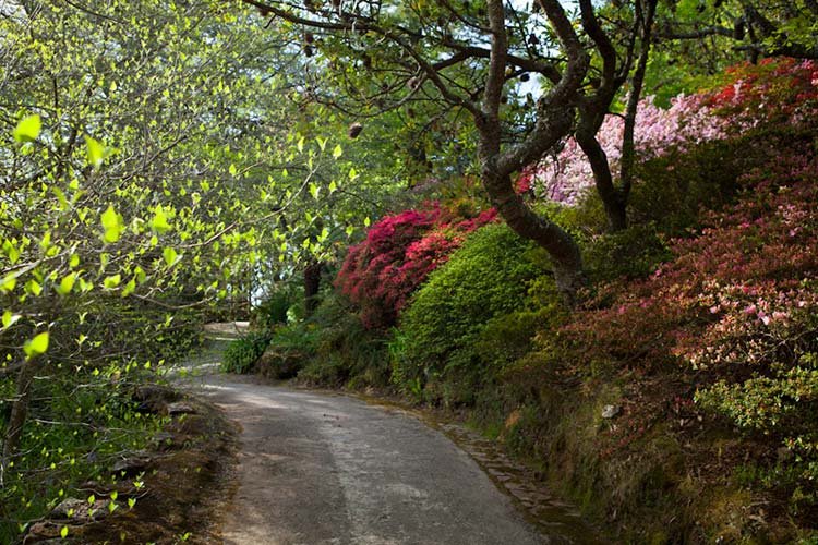 the-carouseleverglades-gardens-spring-azalea-drifts-12_zpsxgpwmoxw