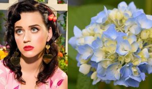Kate Perry To Audrey Hepburn: 9 Celebrity’s Surprising Favourite Flowers