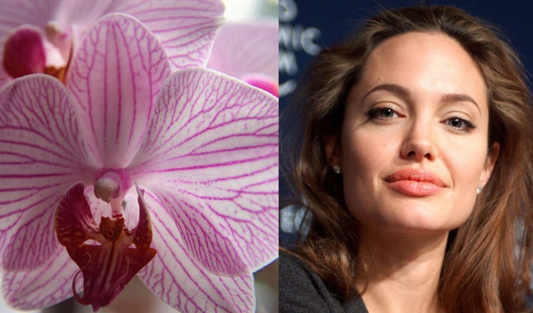 orchids angelina jolie