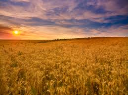 Read about the wheat history