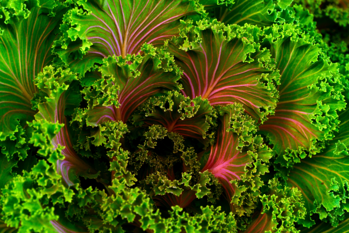 vegetables, healthy, weight loss