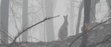 wallaby, bushfires