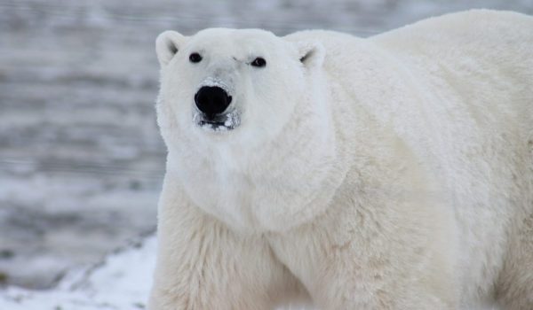 polar bear - travel goals