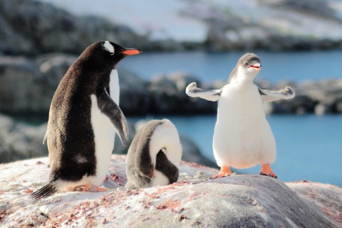 Antarctica, penguins