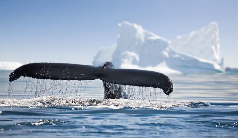 Antarctica, whale