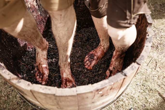 grape stomping, Grampians