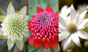 The Beauty And Versatility Of Australian Native Flowers