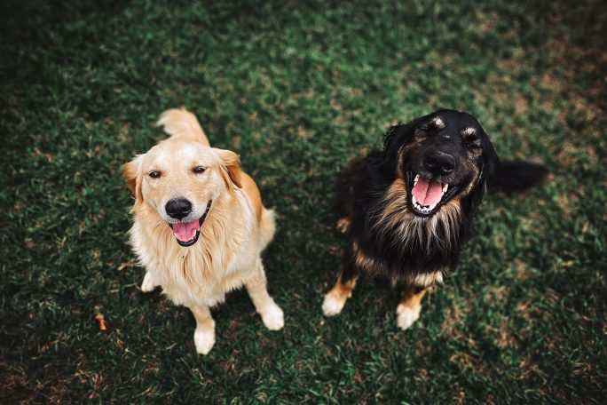 smiling, dogs