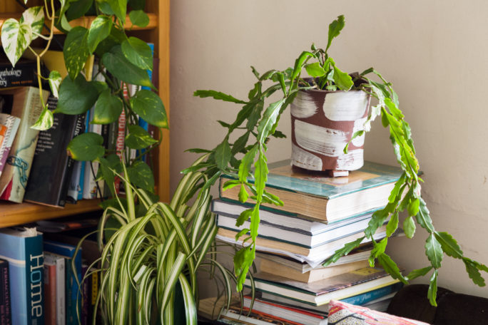 Plants, How To Style Your Houseplants