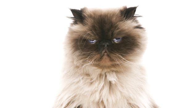 why your cat hates you