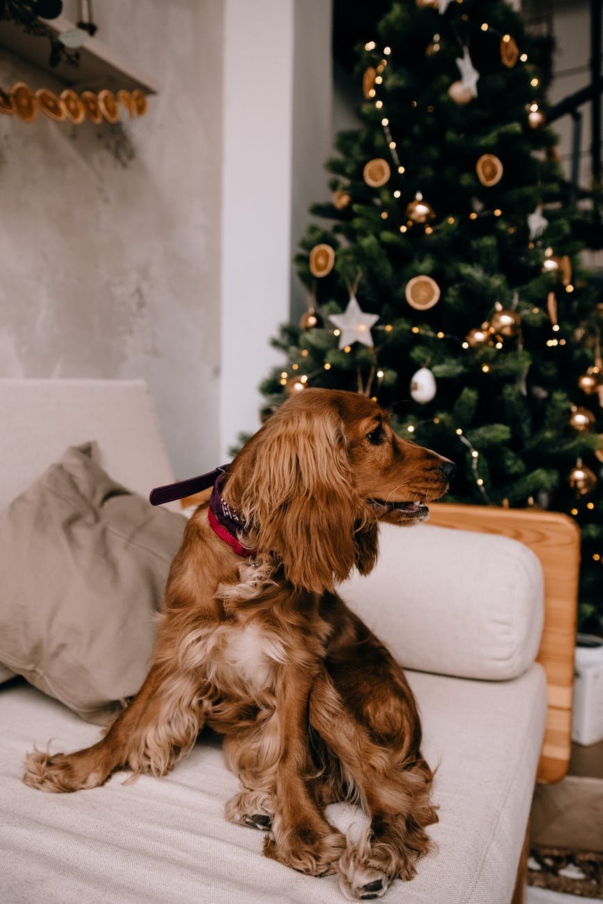 cute cocker spaniel on sofa in decorated room for christmas