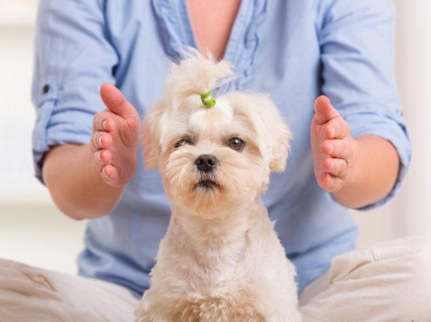 Reiki For Your Pet