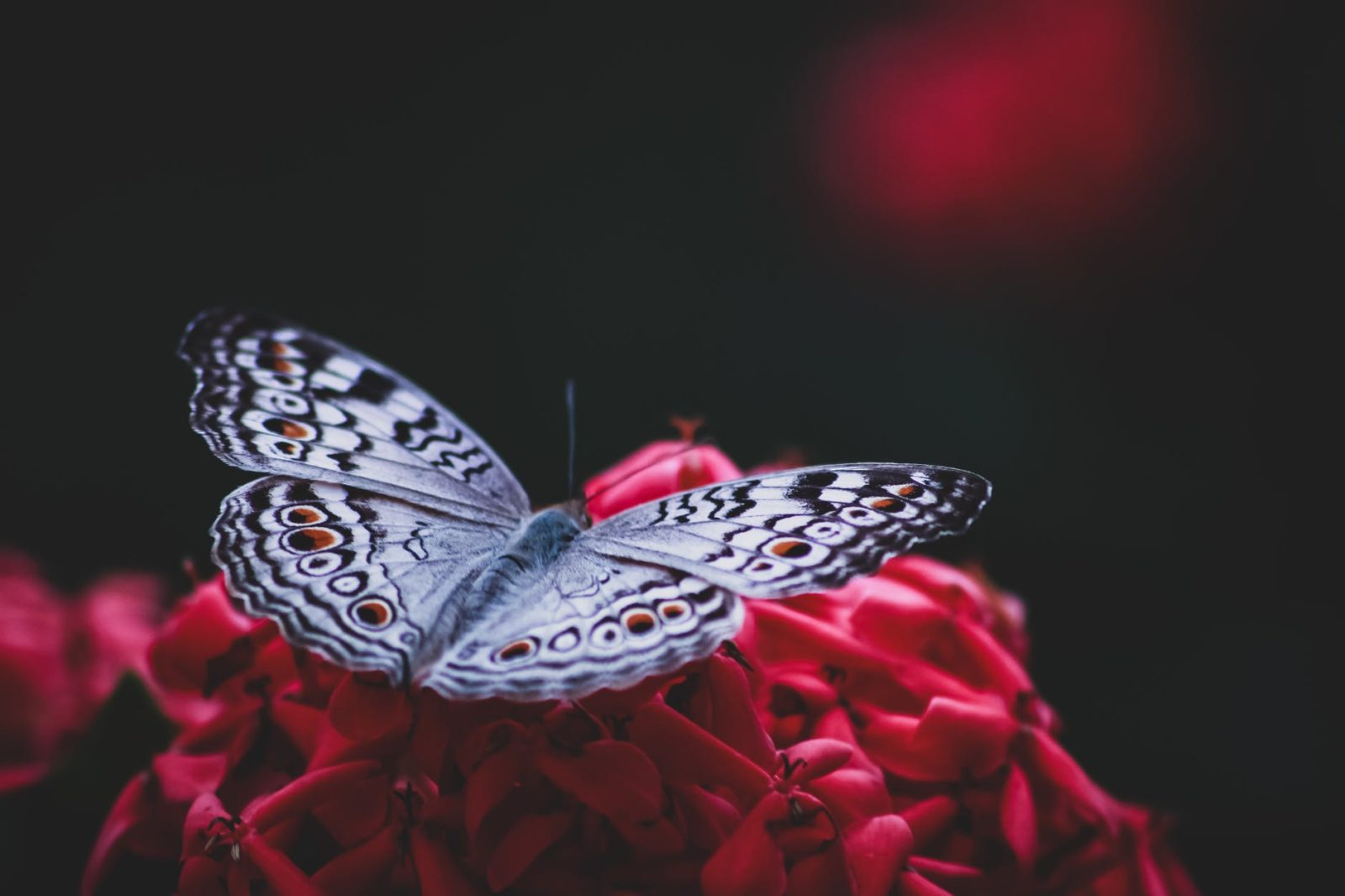 silver and black butterfly on red artificial flower