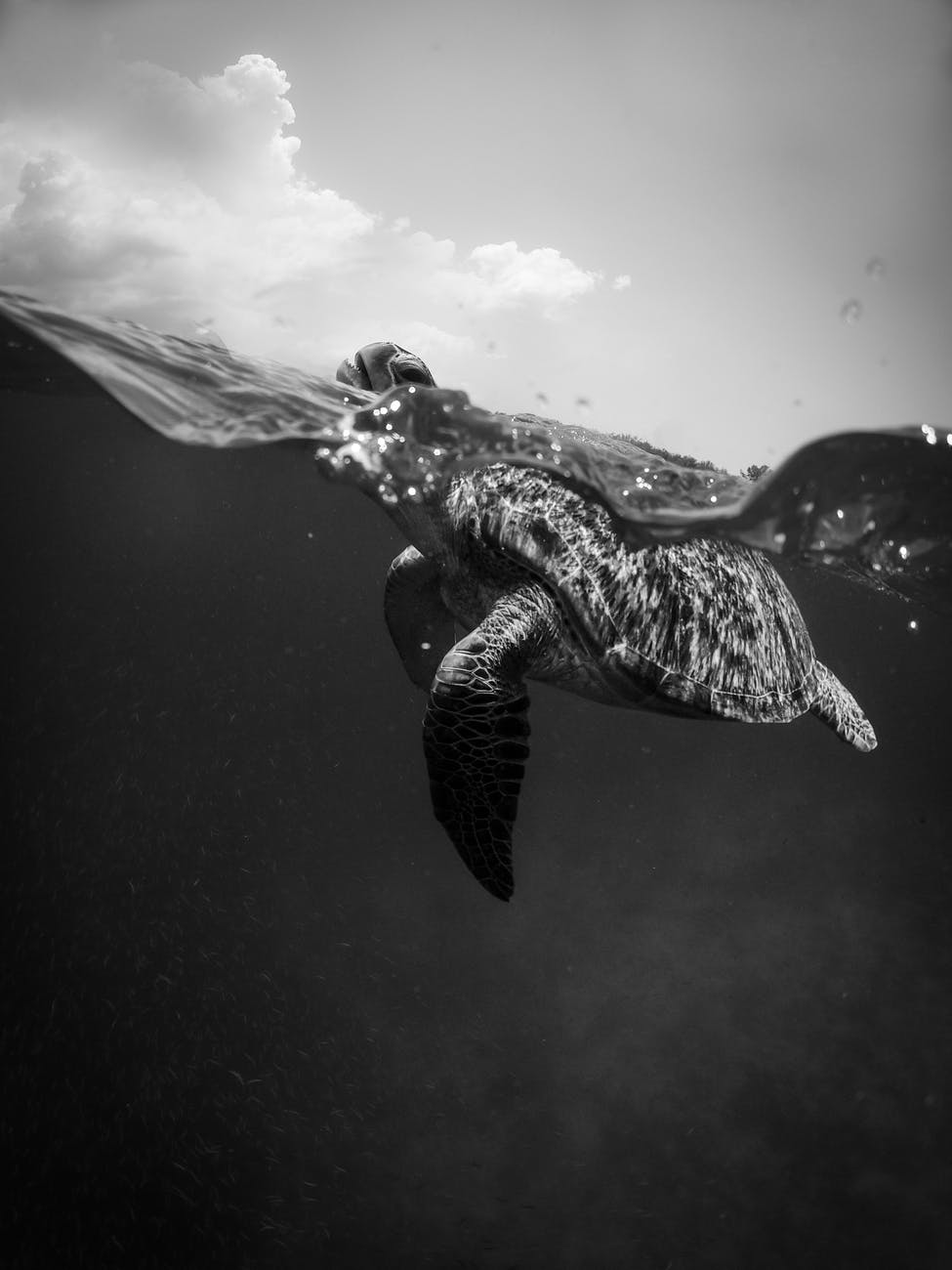 monochrome photo of turtle