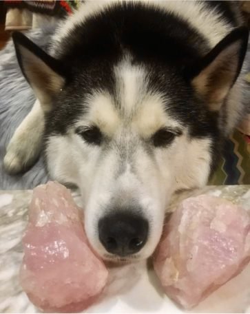 Crystal Healing For Pets