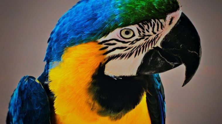 close up photo of a blue and yellow macaw parrot