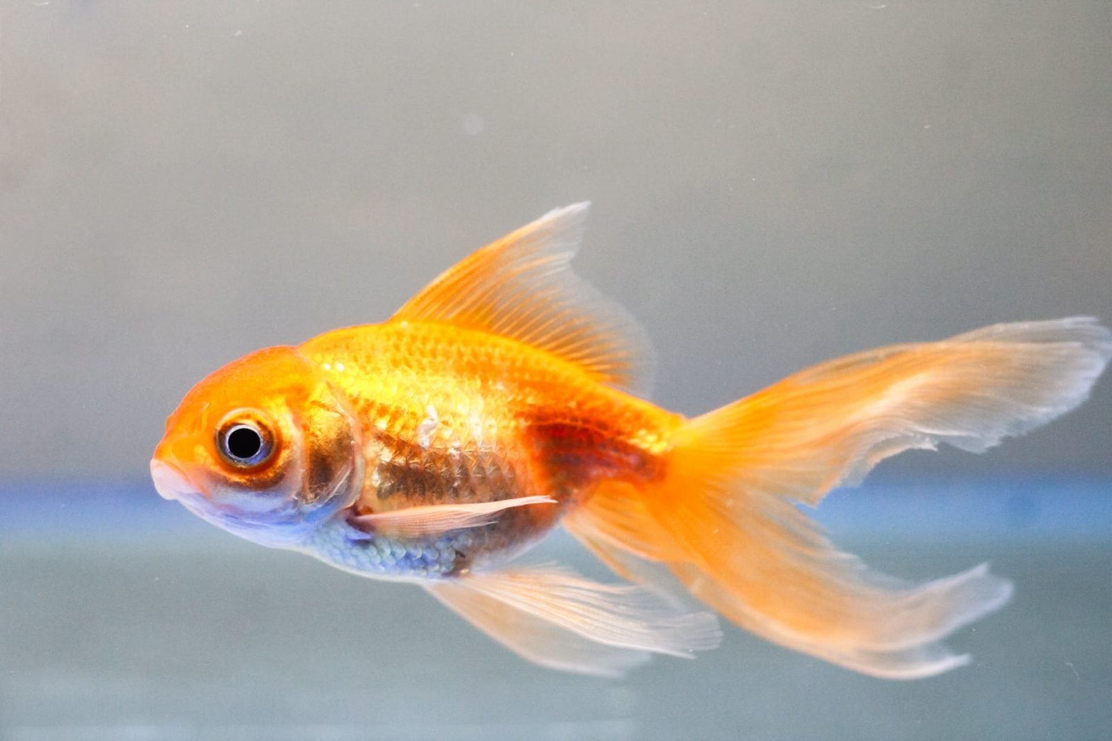goldfish swimming in clean water