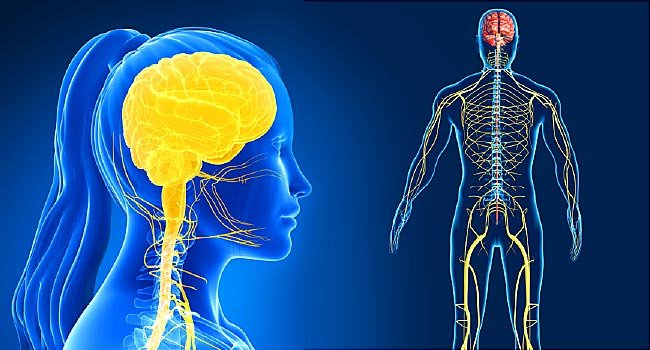 nervous system, neuroscience, habits