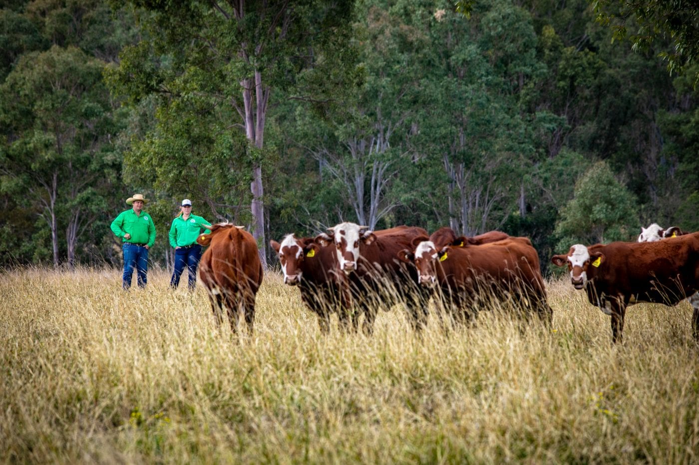 farm cows