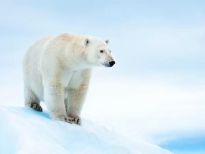 Polar bear, animals