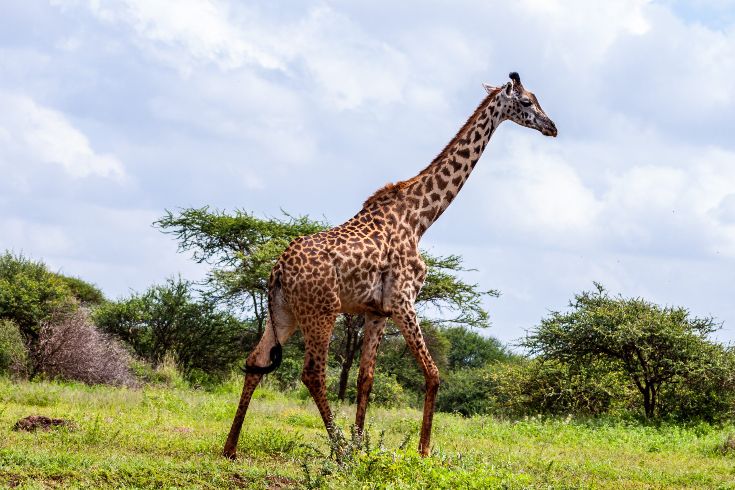 giraffe - 27 Weird And Amazing Animal Facts That Will Surprise You
