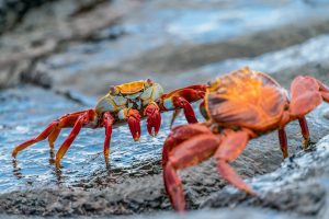 Crabs walking on sand