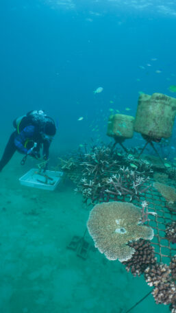 Jenny Edmondson working with coral fragments at a coral nursery.