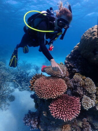 Diver showing that coral is once again vibrant at Coral Nurture Program sites on the Great Barrier Reef.