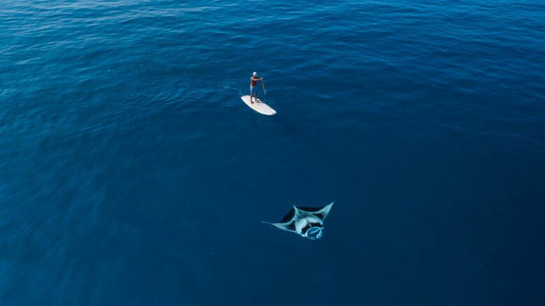 manta ray paddle boarding