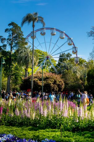 Ferris wheel - flowers garden