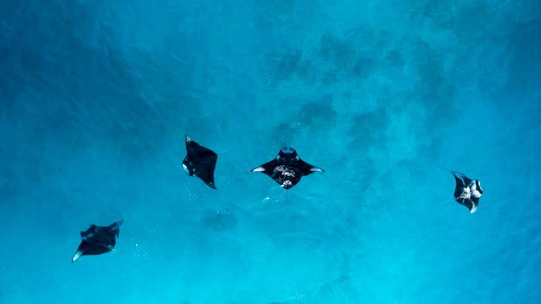 Maldives Manta Rays Ocean