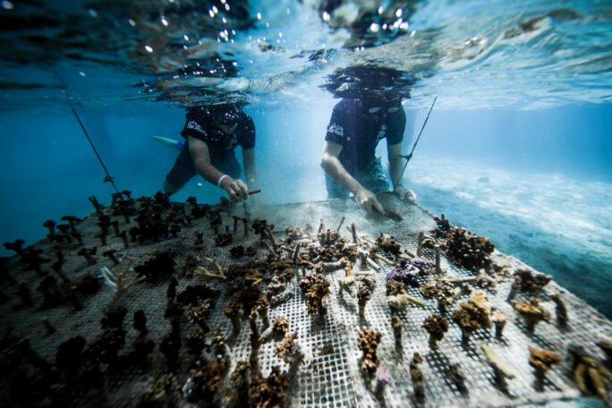 Tahiti Ocean The Coral Gardeners